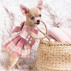 Puppy Summer Clothes for Female