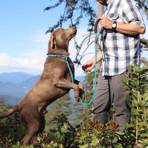 Dog Leash for Medium Large Dogs