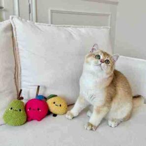 Cat Interactive Toy